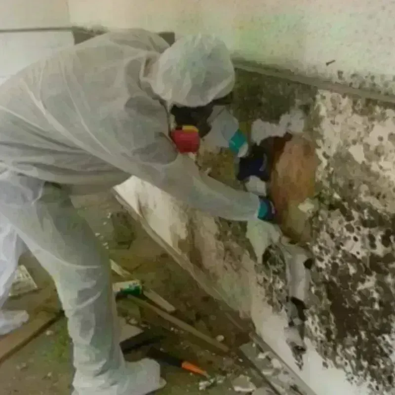 Mold Remediation and Removal in Topsham, ME